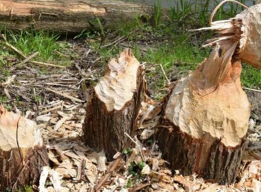 Simbolična fotografija za članek z naslovom: Računalniško tekmovanje Bober