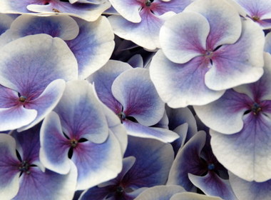 Simbolična fotografija za članek z naslovom: Drage dame