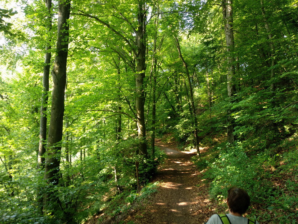 Pobočje nad Višnjo Goro Pobočje nad Višnjo Goro